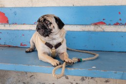 two colour dog harness in beige & brown