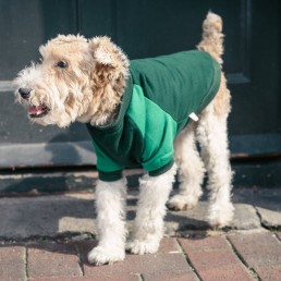 raglan sweater by doggie apparel