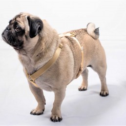doggie apparel single webbing harness