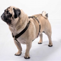doggie apparel single webbing harness