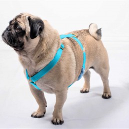 doggie apparel single webbing harness