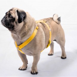 doggie apparel single webbing harness