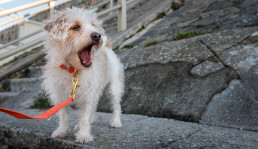 dogs day out with orange dog lead and collar