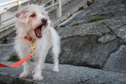 dogs day out with orange dog lead and collar