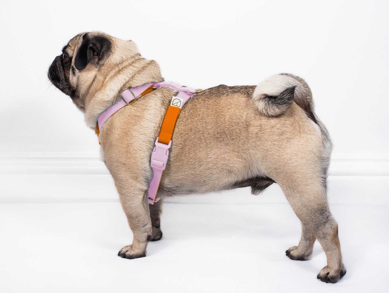 doggie apparel double webbing harness
