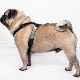 doggie apparel double webbing harness