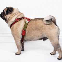 doggie apparel double webbing harness