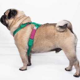 doggie apparel double webbing harness