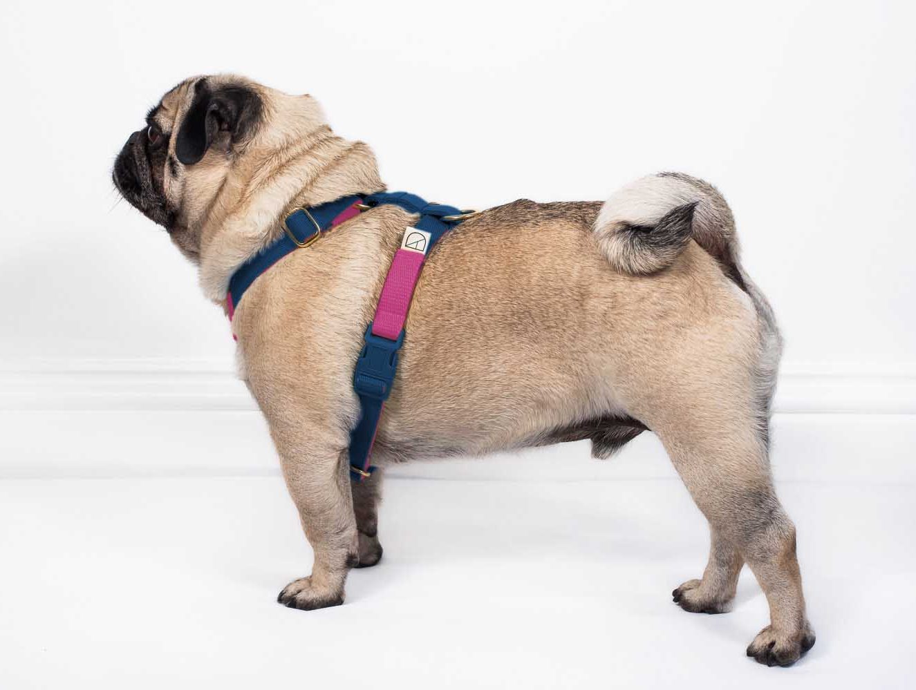 doggie apparel double webbing harness