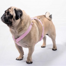 doggie apparel single webbing harness