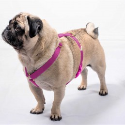 doggie apparel single webbing harness