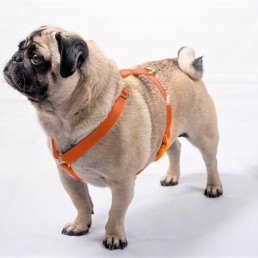 doggie apparel single webbing harness