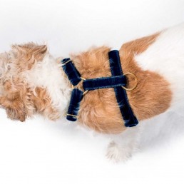 'tivoli' navy velvet harness