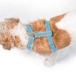 'cliffe' sky blue velvet harness