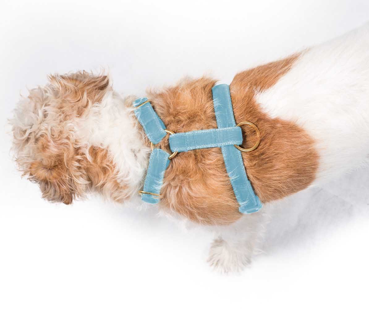 'cliffe' sky blue velvet harness