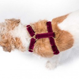 'balmoral' wine velvet harness