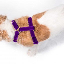 'all saints' purple velvet harness