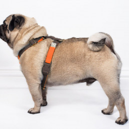 dog harness