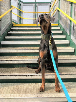 large dog at train station in a green & blue dog collar.
